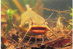 北极鲶鱼最新爆料视频,揭秘事件背后惊人内幕